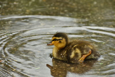 Duck swimming in lake