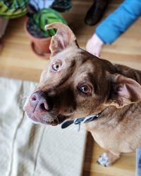 Close-up of dog looking away at home