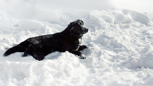 Black dog half-breed labrador retriever covered with snowflakes lying on the snow. space for copy.