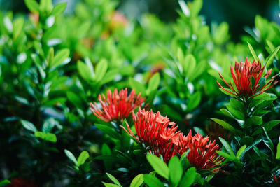 Close-up of red flowering plant