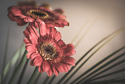 Close-up of pink flower