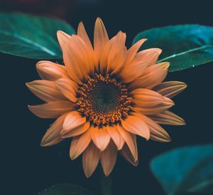 Close-up of gerbera daisy against black background