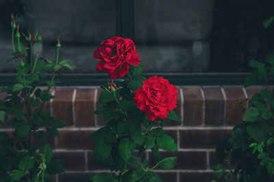 Close-up of red rose on plant