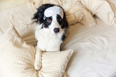 Puppy border collie with sleeping eye mask lay on pillow blanket in bed. dog at home sleeping