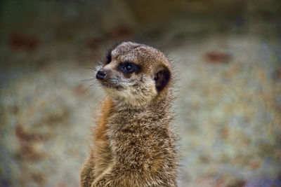 Meerkat on the watch in the munich zoo