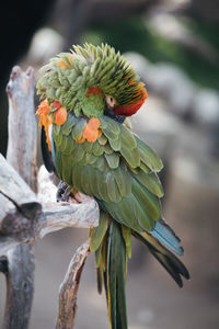 Close-up of parrot perching on branch. exotic bird rescue shelter. sick amazon raindorest bird