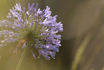 Close-up of purple flowering plant