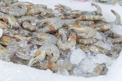 Close up the shrimp is selling in the market.