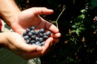 Close-up of cropped hand holding fruits