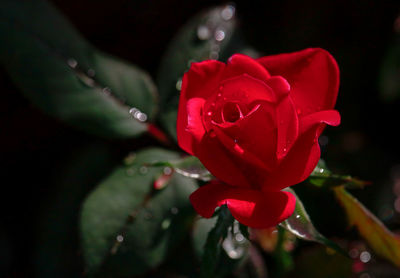 Close-up of wet red rose