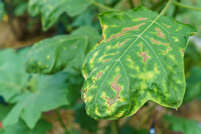 Close-up of fresh green leaves