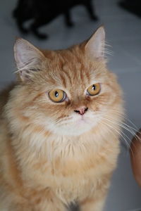 Close-up portrait of cat