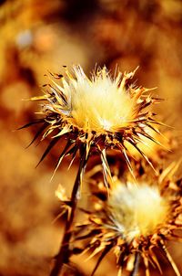 Close-up of flower plant