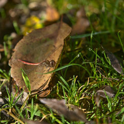 Close-up of insect on leaf