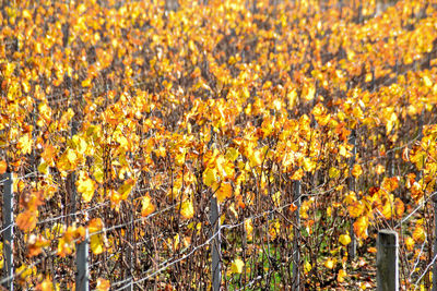 Yellow flowering plants on field during autumn