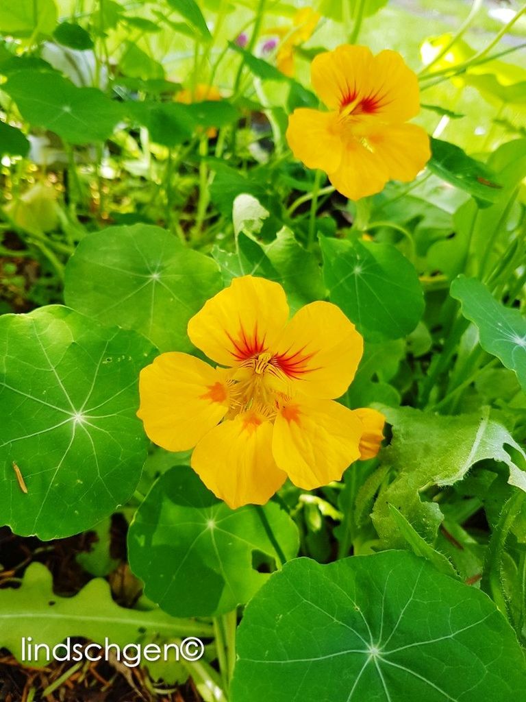 flower, fragility, flower head, petal, plant, beauty in nature, nature, freshness, leaf, growth, yellow, green color, close-up, no people, outdoors, day, blooming, hibiscus