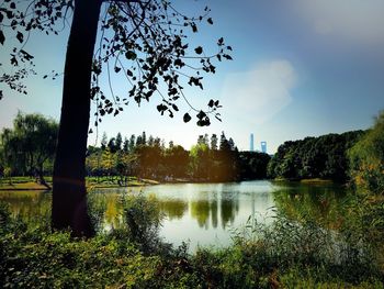 Reflection of trees in lake