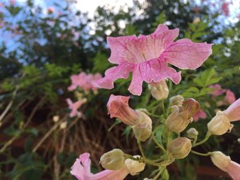 Close-up of pink flowering plant