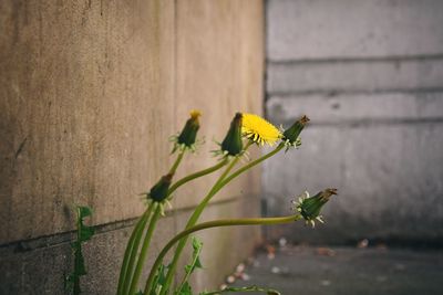 Close-up of yellow flower blooming outdoors