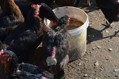 High angle view of chickens