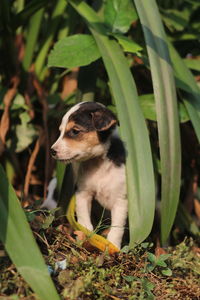 Close-up of a dog looking away