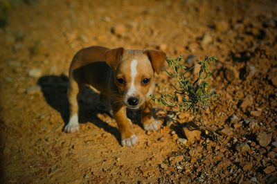 Portrait of dog