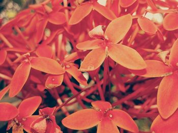 Close-up of red flower