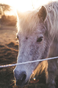 Close-up of cow looking away