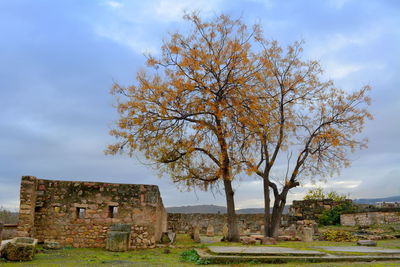 Tree by old building against sky