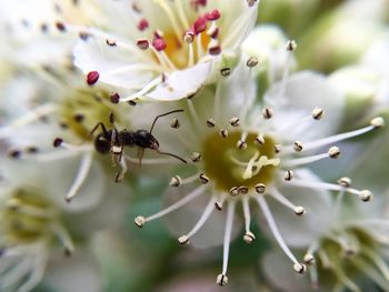 Close-up of white flowers