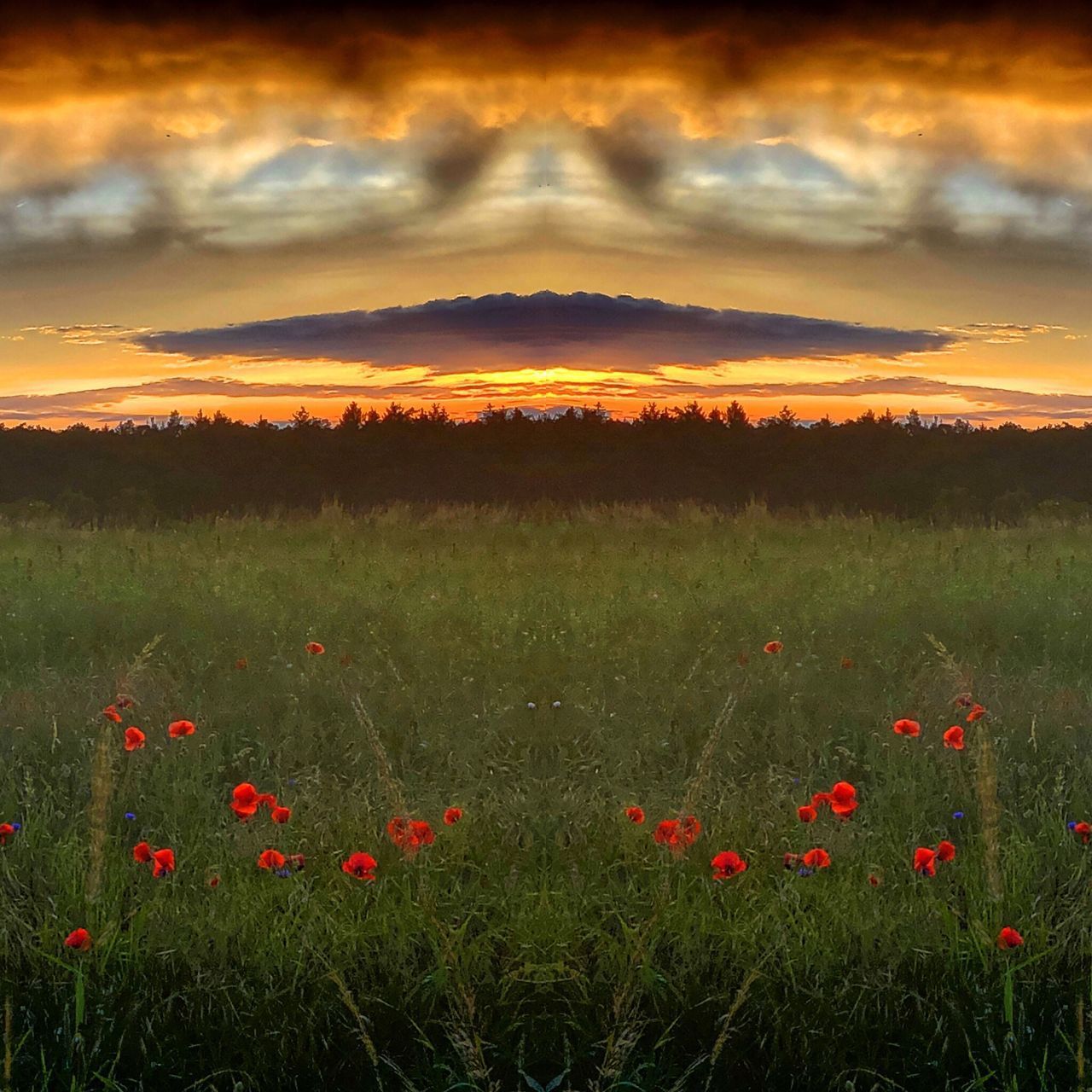 RED POPPY FLOWERS ON FIELD AGAINST ORANGE SKY