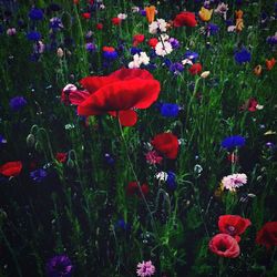 Close-up of flowers blooming in field