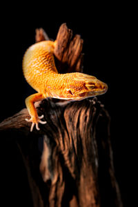 Close-up of a lizard