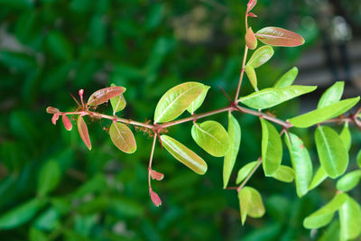 Close-up of plant leaves