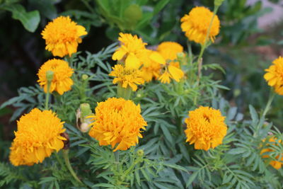 Close-up of yellow flowers