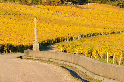 View of vineyards during autumn. calvary in vineyards. 