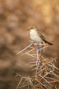 Close-up of bird perching on twig