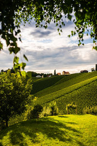 Scenic view of field against sky