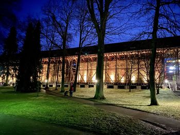 Bare trees in park at night