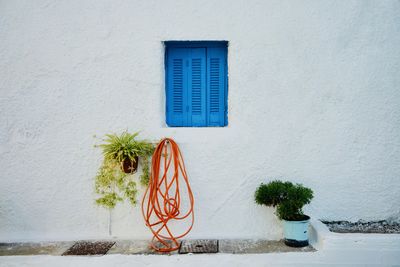 Potted plant on wall of building