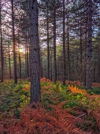 Trees in forest during autumn