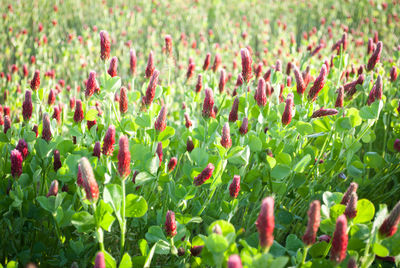 Close-up of plants on field