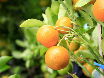 Close-up of orange tomatoes