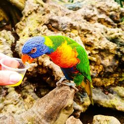 Close-up of a hand holding parrot