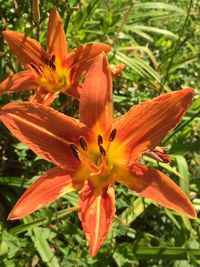 Close-up of day lily blooming outdoors