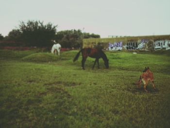 Sheep grazing on grassy field