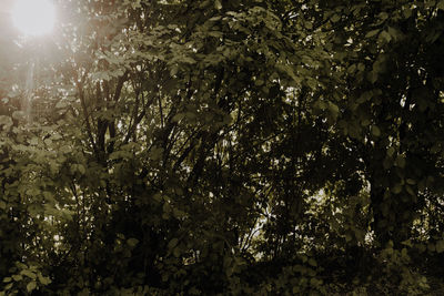 Low angle view of flowering trees in forest