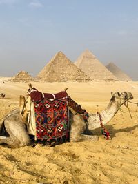 View of a horse in desert