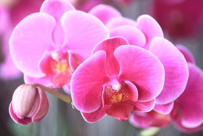 Phalaenopsis flowers look like butterflies