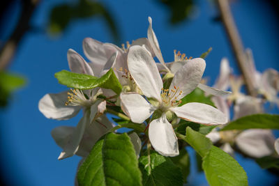 Close-up of white flowering plant